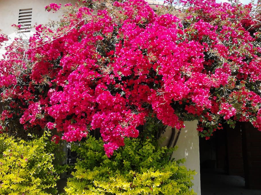 Beautiful bouganvilla at front entry
