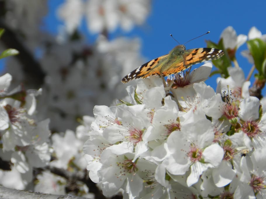 Im Frühjahr blühen viele verschiedene Obstbäume