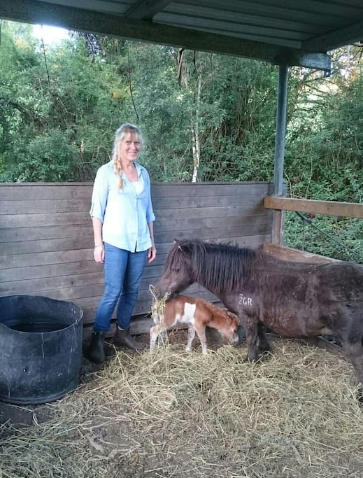 We have four friendly miniature ponies on Wishingwell Farm. Lucy was born 04/03/16 but we are expecting new foals in 2018.