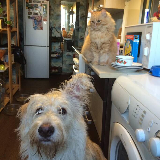 friendly and clean pets are living in the falt