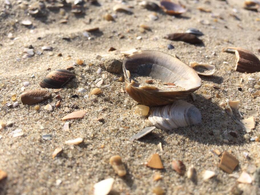Dichtbij de zee. Zonnen, zwemmen, wandelen. Het is er zalig.