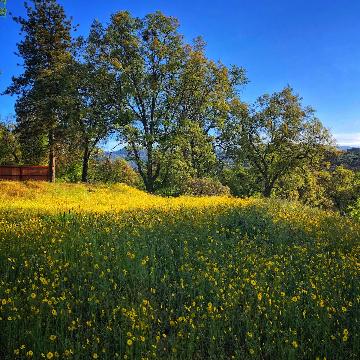 A vibrant meadow features a sea of yellow wildflowers, interspersed with lush green grass. Towering trees provide shade and contrast against a clear blue sky, creating a serene outdoor space that invites relaxation and exploration.