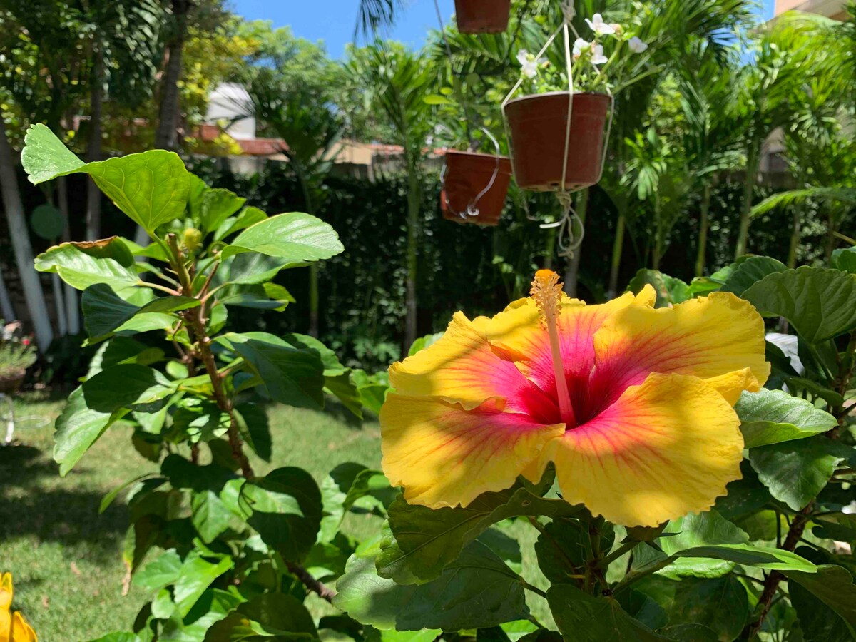A vibrant hibiscus flower displays bright yellow petals with pink accents, set against a lush green backdrop. The garden features potted plants suspended in the air, surrounded by palm trees that enhance the natural setting.