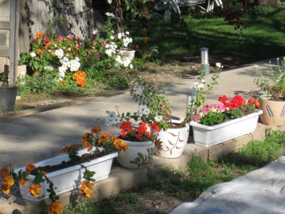 flowers all around