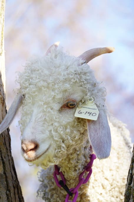 Angora Goat