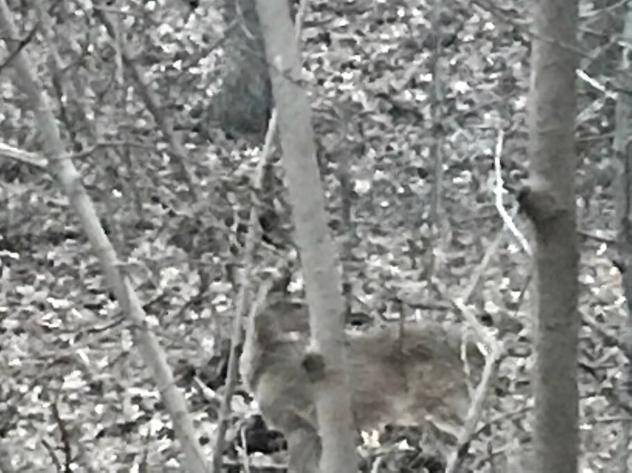 Local deer