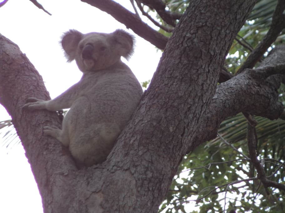 Koala in our garden