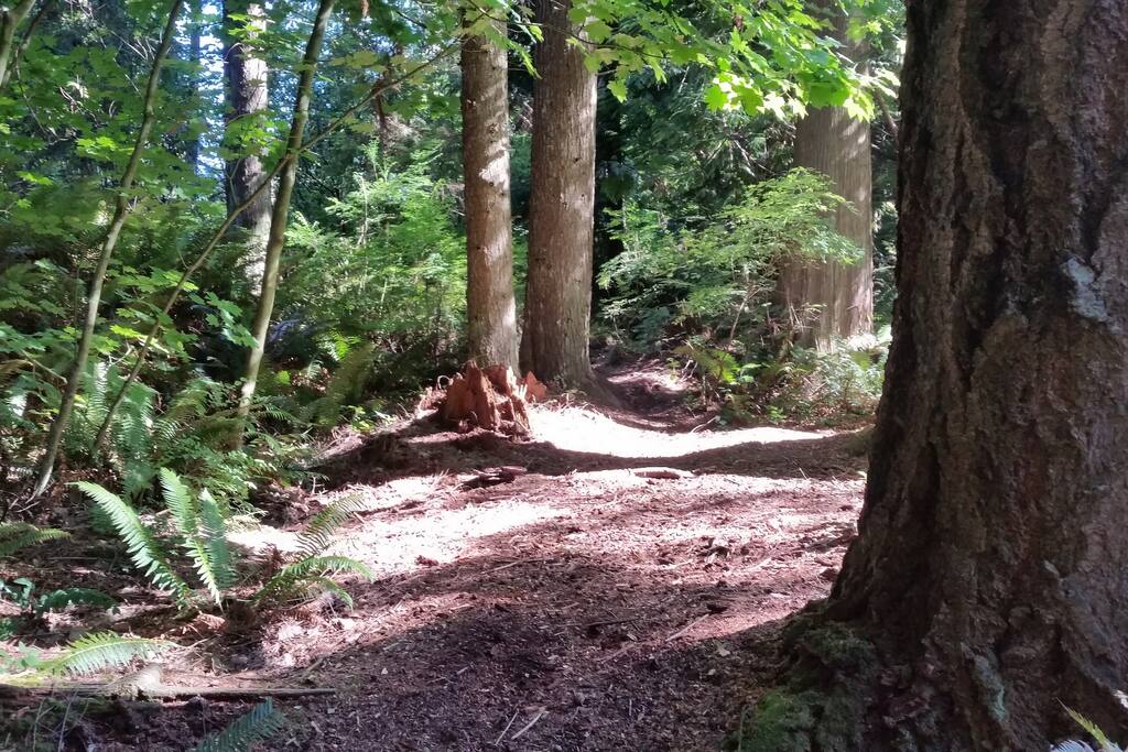 More woods picture