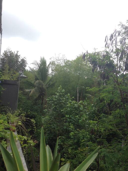 Near small forest and river