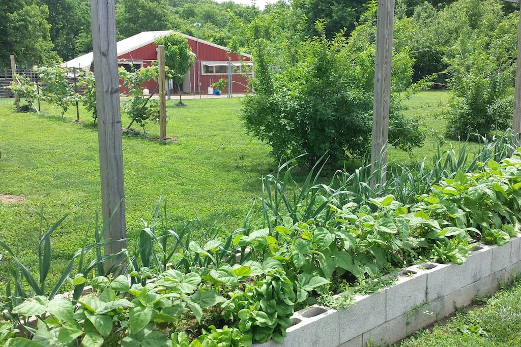 Chicken house from the garden, through the orchard