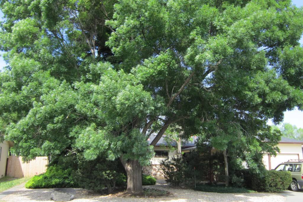 Mature Trees
