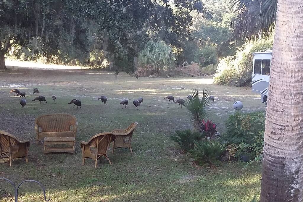 Wild turkeys visit daily