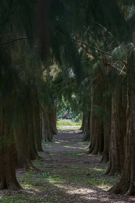 Casuarinas