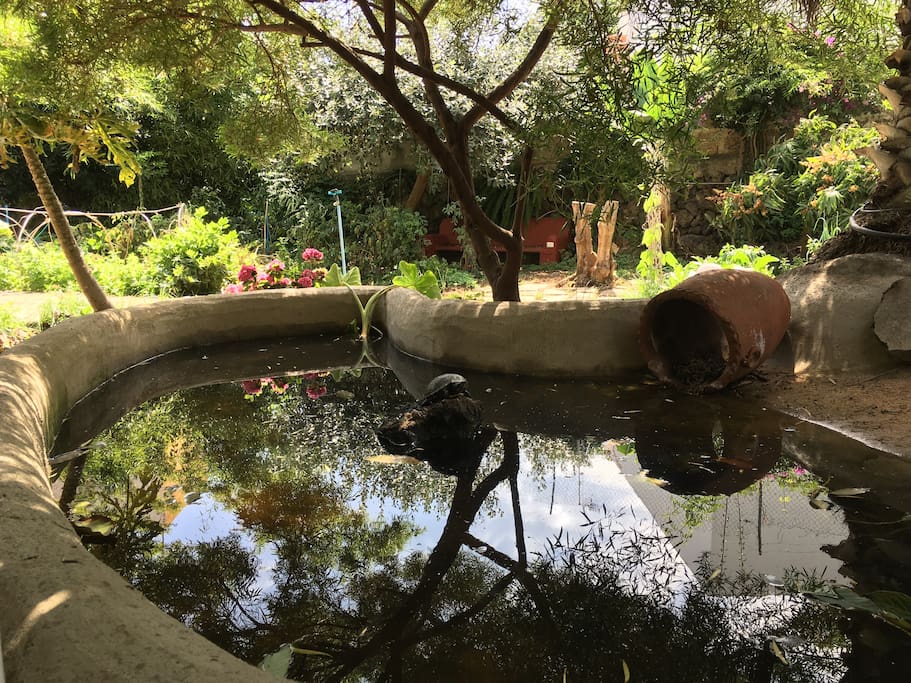 Pond