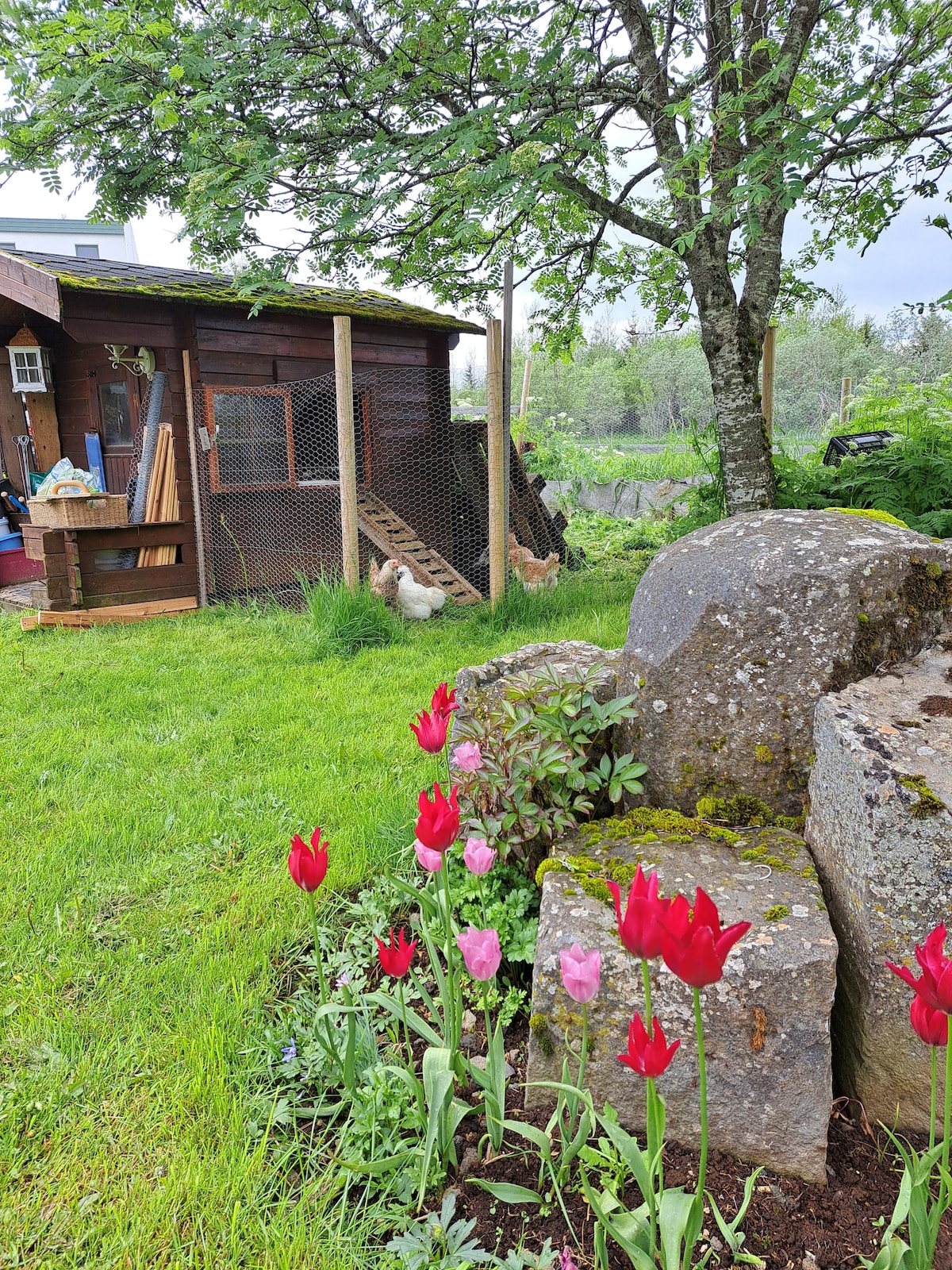 A garden area features a wooden chicken coop with several chickens visible inside. Vibrant red and pink tulips bloom in the foreground, while a large rock and a tree provide a natural backdrop, enhancing the outdoor space's lush greenery.
