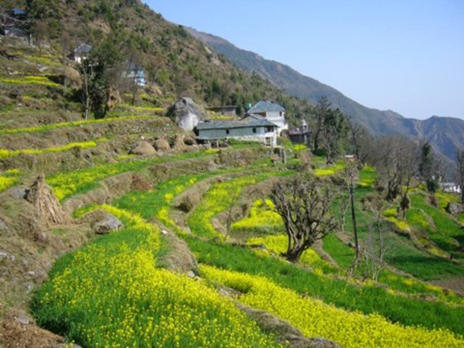 Village Heini in spring