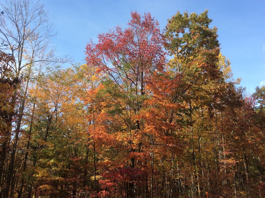 Beautiful Fall Colors