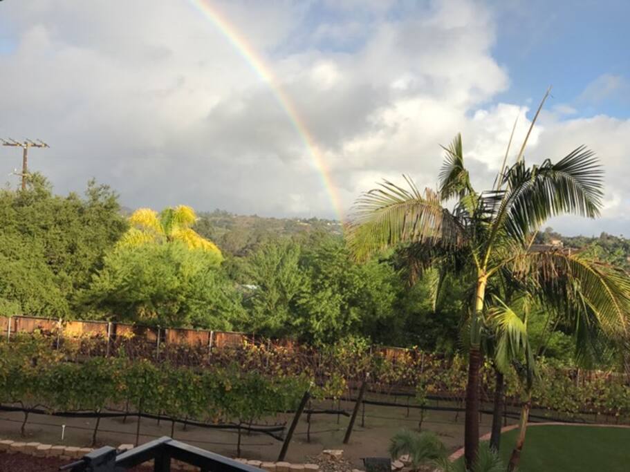 Look for the pot of gold in the vineyard