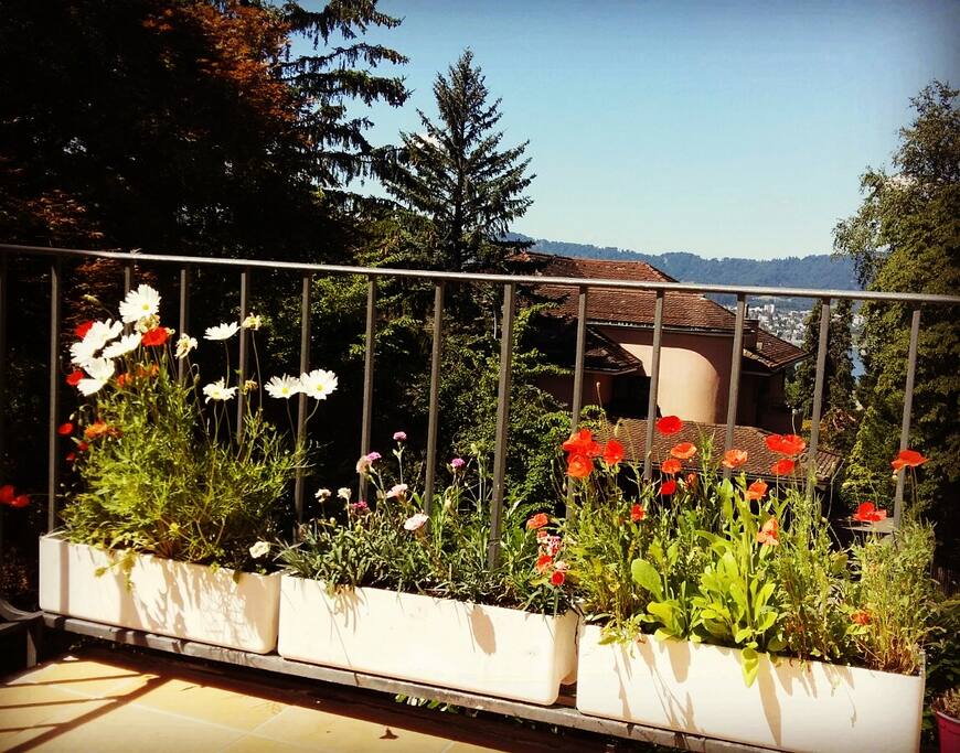 The terrace