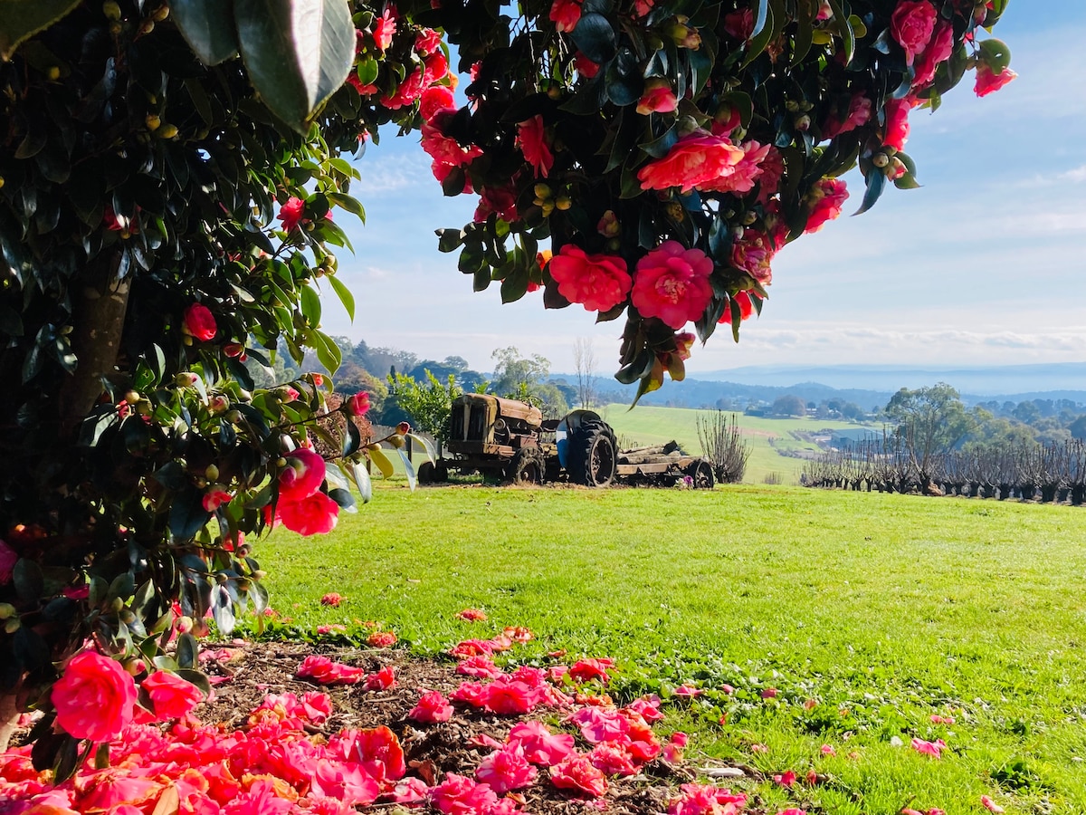 A view through blooming camellias reveals a scenic landscape with rolling hills and vineyards in the distance. The vibrant pink petals create a colorful foreground, contrasting with the rustic tractor partially hidden among the greenery, enhancing the farm's rustic charm.