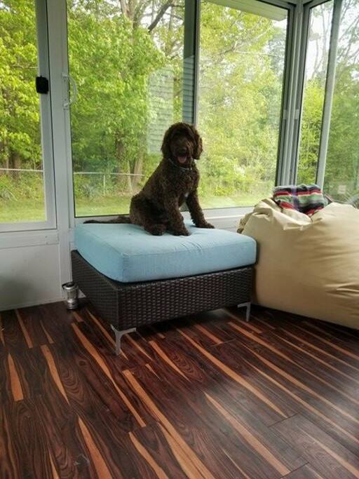 Enjoying the sunroom!