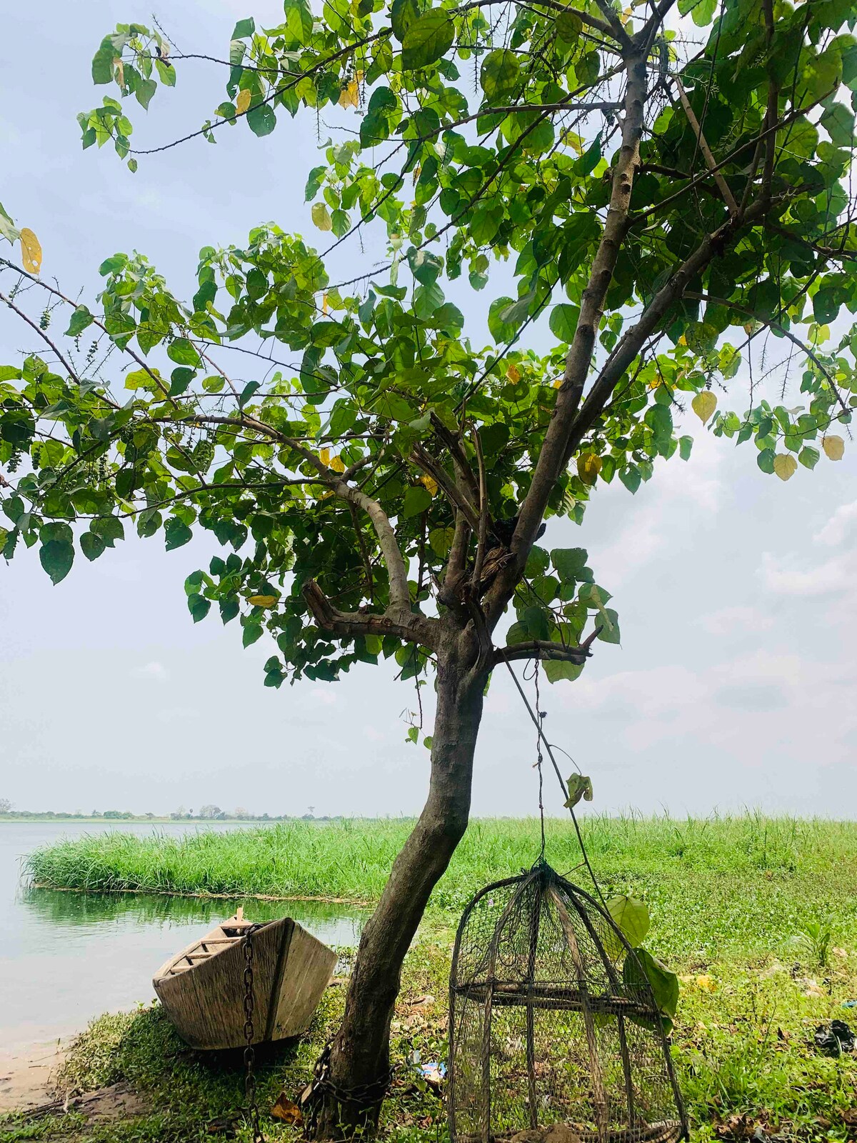 A sturdy tree is seen by the water's edge, offering shade with its lush green leaves. Nearby, a wooden boat rests on the shore, and a fish trap hangs from a branch, suggesting local fishing activity. The serene landscape features tall grasses and a tranquil lake in the background.