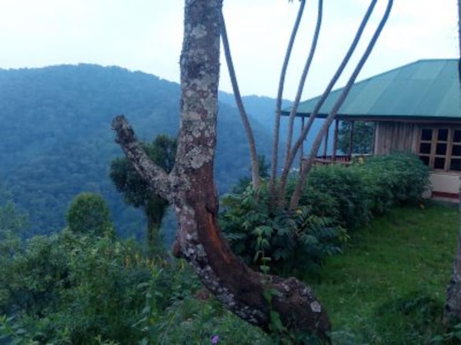 view