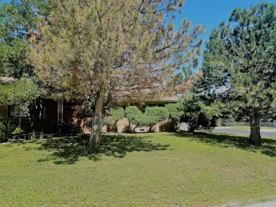 The front yard