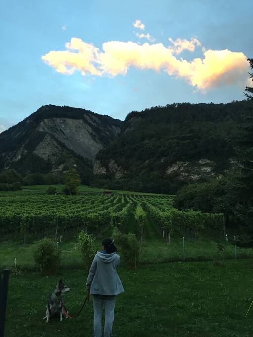 Rebberg Landschaft.