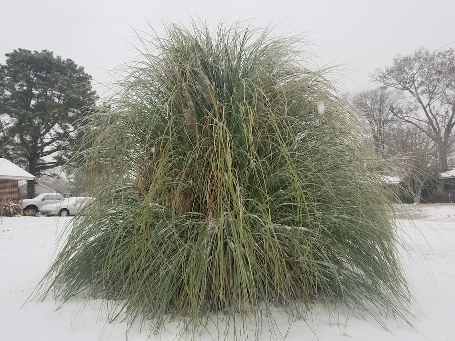 Frozen saw grass in the front yard.