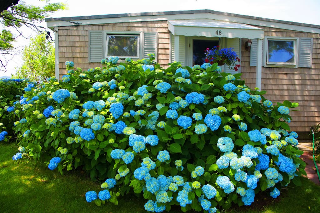 Hydrangeas surround the house on 4 sides