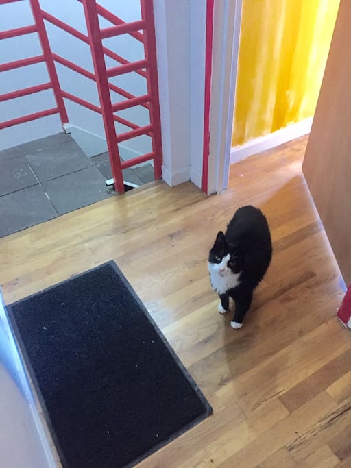 This is Brooklyn, he will let you know when it is time to pet him... which is all the time.