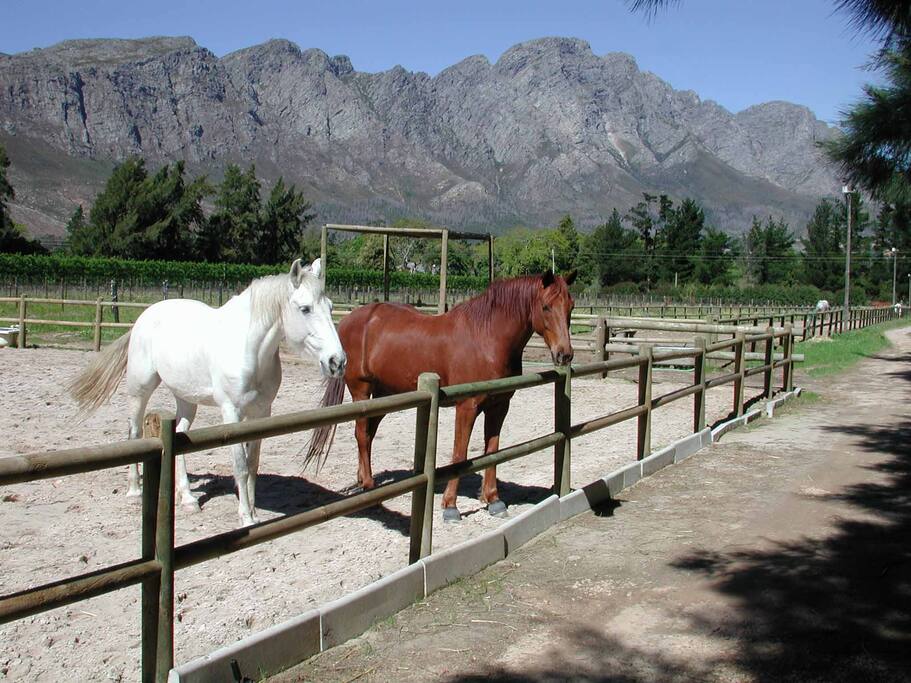 tranquil farm setting
