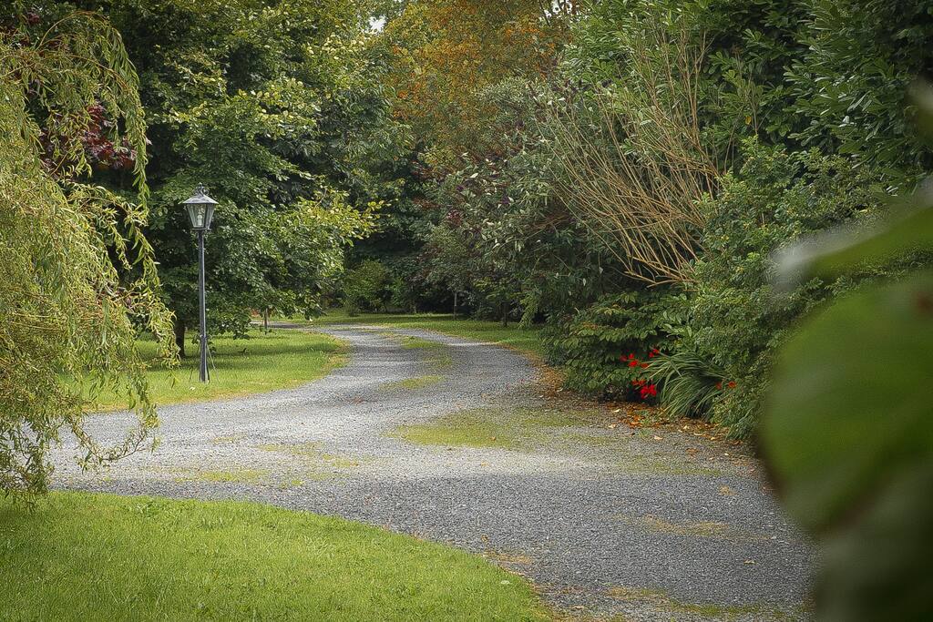Tree lined avenue