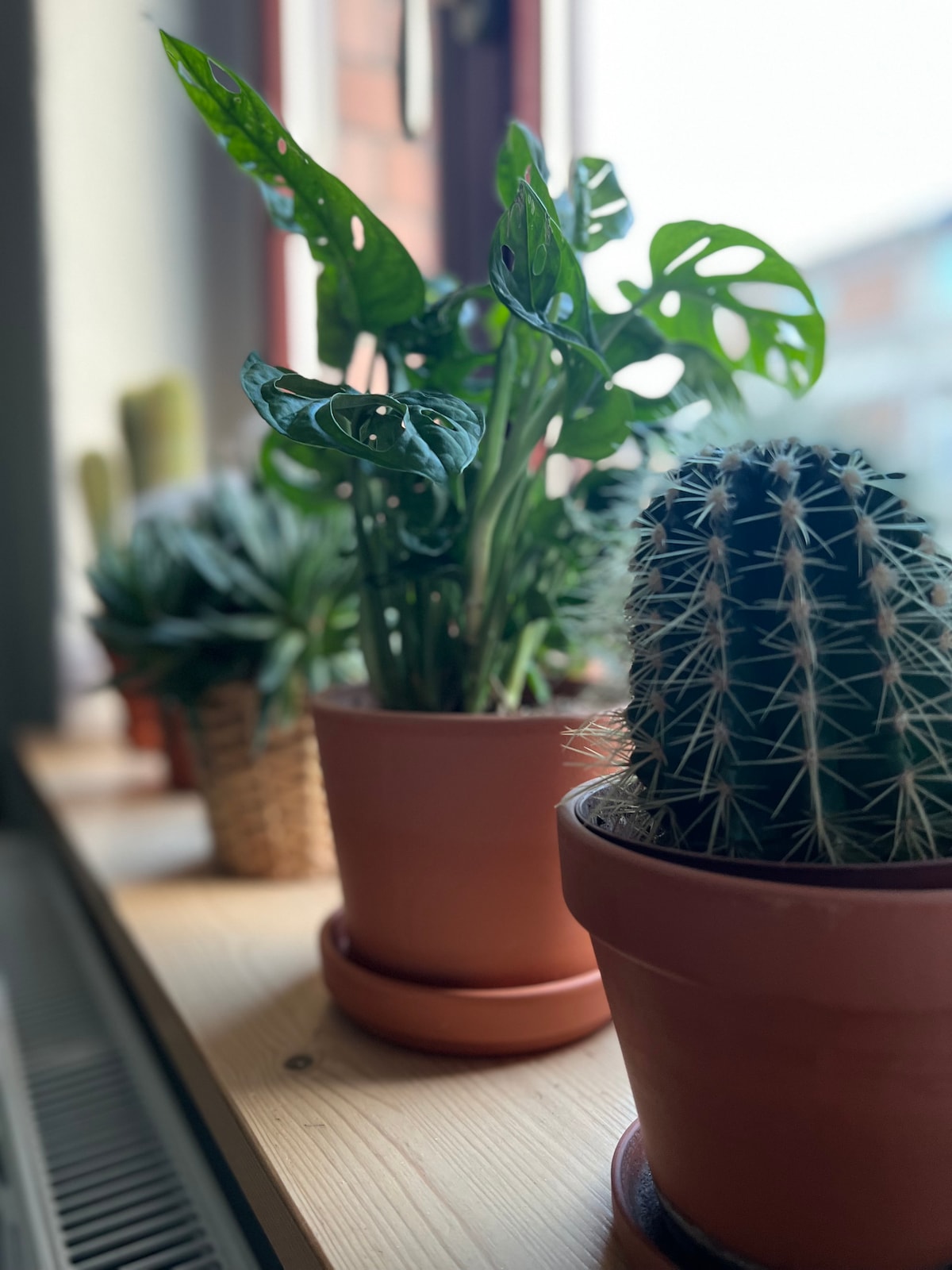 Popular Airbnb listing: Cozy idyll near the trendy Neustadt district in Dresden