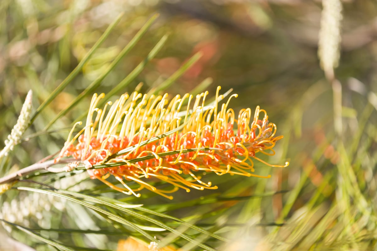A close-up view of a flowering plant showcases vibrant orange and yellow blossoms against a backdrop of green foliage. The intricate details of the flowers and long, slender leaves create a natural and serene setting.