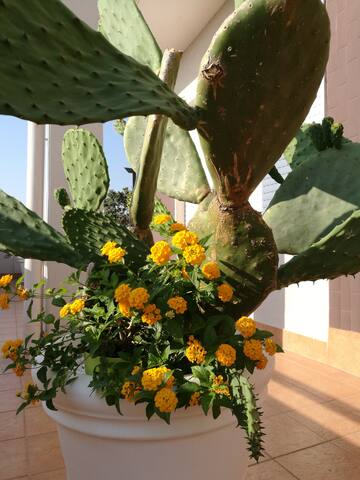 IsolaAzzurra prestigioso attico vista mare gallery image 4