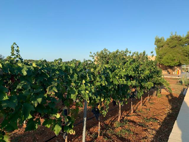 La Casa del Primitivo gallery image 3