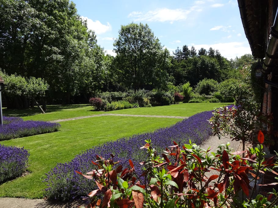 Lavender Garden in full bloom.