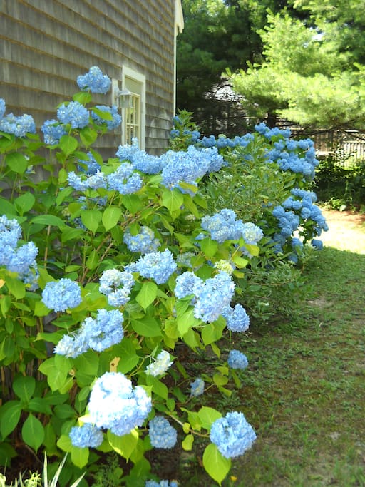 Hydrangeas in the Spring.
