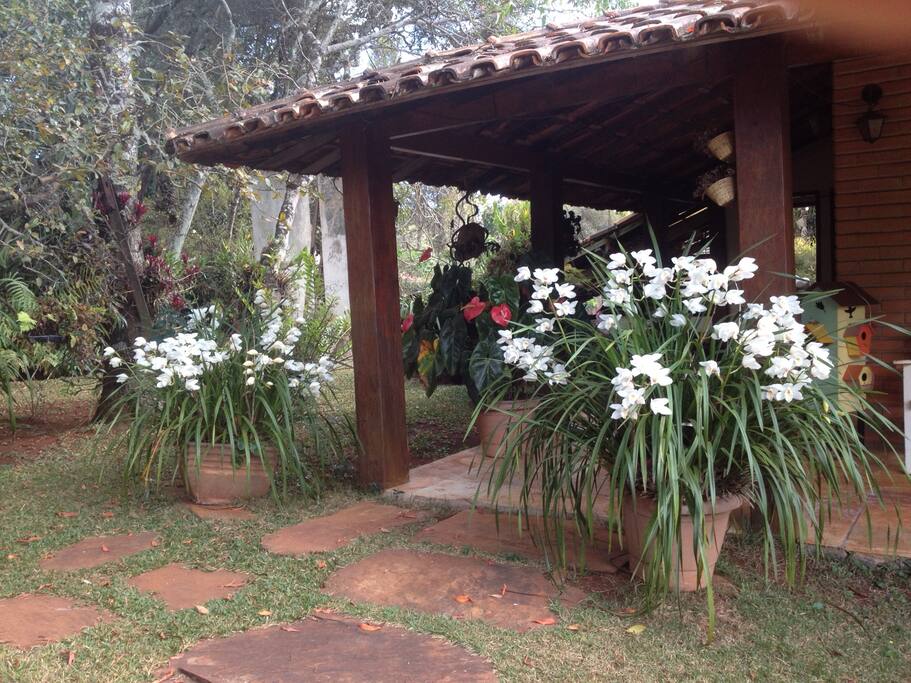 Orquideas
Orchids