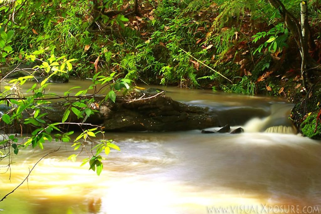 The creek..where tranquility meets the lush Northern NSW rainforest….and it’s all yours.