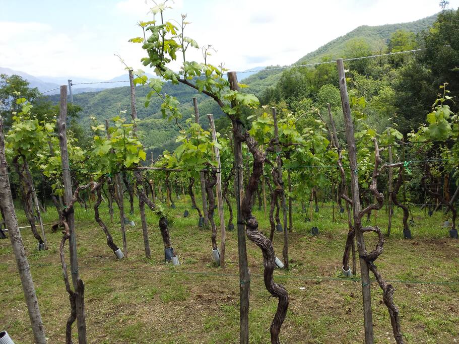 You can experience a morning or evening helping our in our vineyard