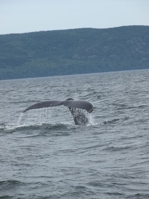 après le petit dej. ou en fin de journée, vraiment le meilleur moment pour aller voir les baleines. Essayer de les voir gratuitement avec les conseils de Jean Claude