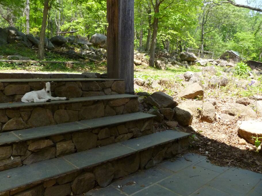 New baby goat taking a nap on the front steps.