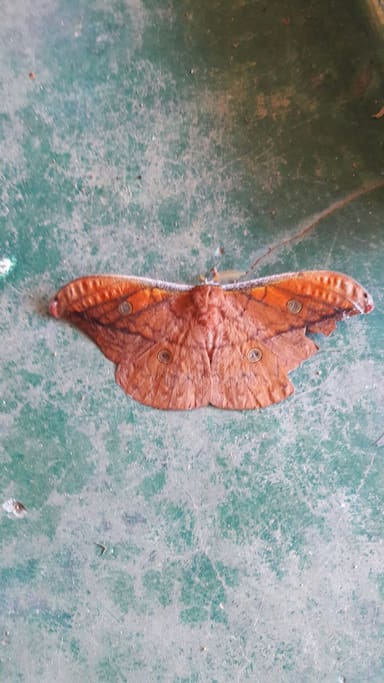 Mariposas
