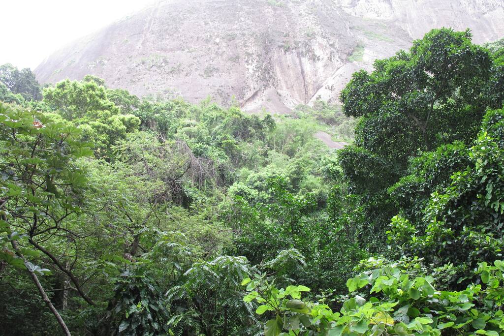 vista da mata / forest view