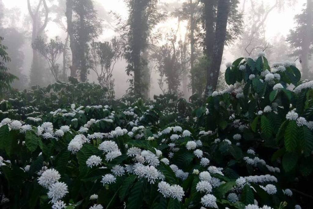 Coffee Estate