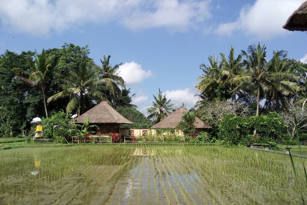The peaceful Villa Vajra surrounded by rice fields
