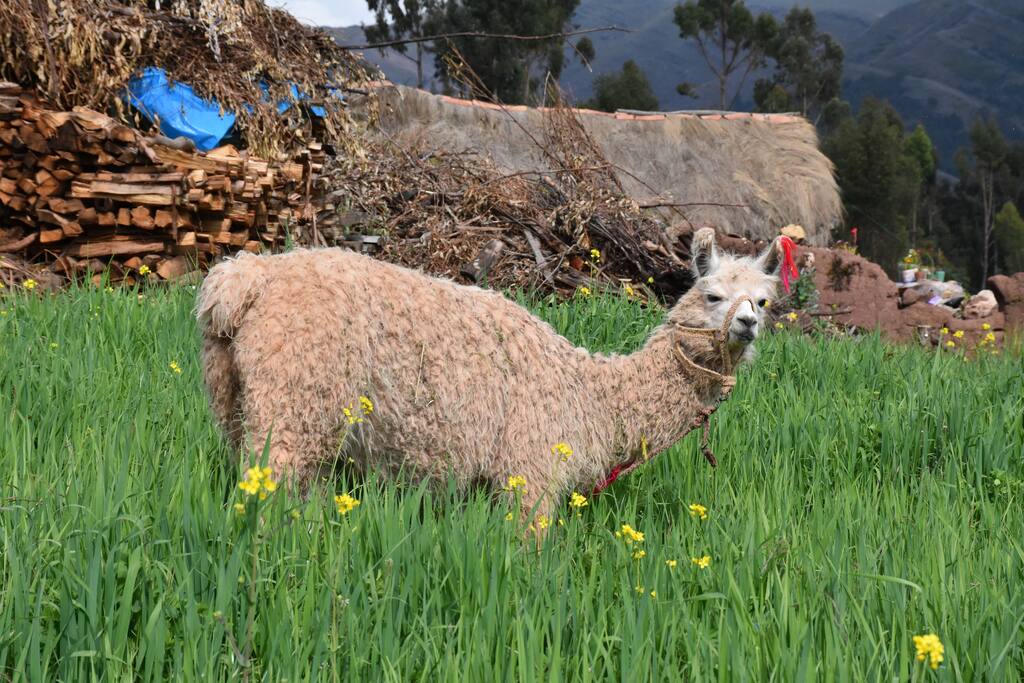 Tenemos una alpaca como mascota